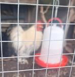 Cochin haan., Mannelijk, Kip