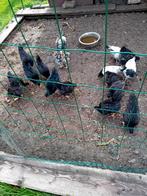 Jonge hennen te koop van de Barneveldse kippen dubbel gezoom, Dieren en Toebehoren, Pluimvee, Vrouwelijk, Kip