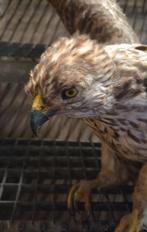 Opgezette havik taxidermie, Ophalen, Gebruikt, Vogel, Opgezet dier