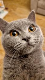 Britse korthaar poes. Met stamboom., Poes, Kortharig