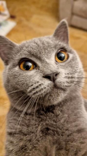 Britse korthaar poes. Met stamboom. beschikbaar voor biedingen