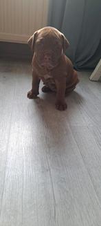 12 december mochen ze weg !!! Old englishe bulldog kruising, Dieren en Toebehoren, Honden | Bulldogs, Pinschers en Molossers, CDV (hondenziekte)