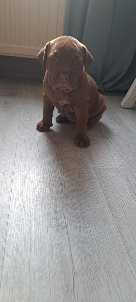 12 december mochen ze weg !!! Old englishe bulldog kruising, Dieren en Toebehoren, Honden | Bulldogs, Pinschers en Molossers, Meerdere dieren