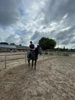 1 stal vrij voor ruin, 1 paard of pony