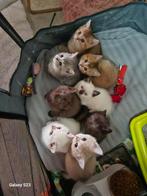 Prachtige brits korthaar kittens, Dieren en Toebehoren, Meerdere dieren, Ontwormd