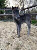 Plekje vrij voor een shetlander/mini paardje pensionstalling, Dieren en Toebehoren, Stalling en Weidegang, Weidegang
