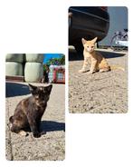 2 kittens, Meerdere dieren, Kortharig, 0 tot 2 jaar