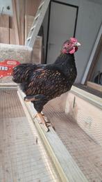Gratis zwart goud gezoomde wyandotte kriel haan gratis af te, Dieren en Toebehoren, Pluimvee, Mannelijk, Kip