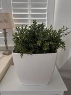 2x Witte Plantenpotten zonder Plant, Ophalen, Overige soorten, Halfschaduw, In pot