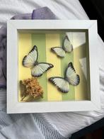 Witte vlinders in lijst, Ophalen of Verzenden, Zo goed als nieuw, Insect, Opgezet dier