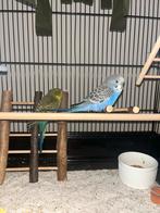 Goed huisje gezocht voor Bluey, Dieren en Toebehoren, Mannelijk, Parkiet