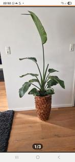 Schelpen vaas met sterzelia, Ophalen, Halfschaduw, Minder dan 100 cm