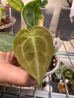 Anthurium Forgetti variegata, Huis en Inrichting, Kamerplanten, Ophalen, Halfschaduw, Minder dan 100 cm