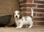 Langharige Dwergteckel pups | Dwerg Teckel, Dieren en Toebehoren, Honden | Teckels en Dashonden, Nederland, CDV (hondenziekte)