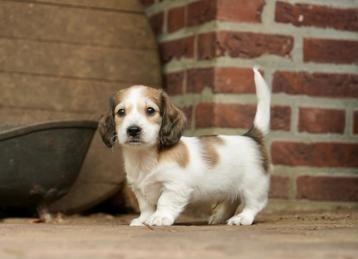 Langharige Dwergteckel pups | Dwerg Teckel beschikbaar voor biedingen