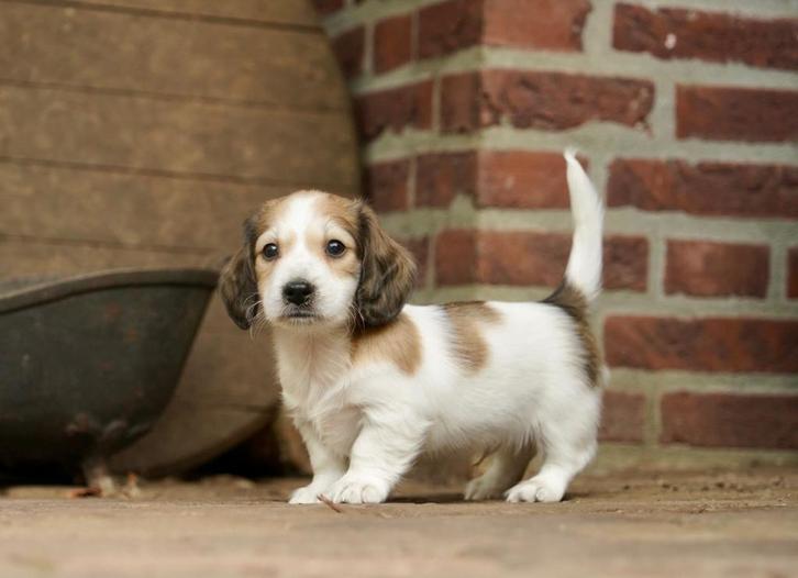 Langharige Dwergteckel pups | Dwerg Teckel, Dieren en Toebehoren, Honden | Teckels en Dashonden, Meerdere dieren, Langhaar, Dwerg