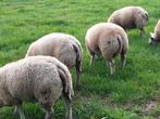 Texelaar dekrammen, Dieren en Toebehoren, Schapen, Geiten en Varkens, Mannelijk, Schaap, 0 tot 2 jaar