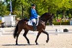 Arabofries te koop, Dieren en Toebehoren, Paarden, Z, Gechipt, Ruin, 11 jaar of ouder