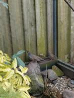 Californische kuifkwartel, Meerdere dieren, Tropenvogel, Geringd