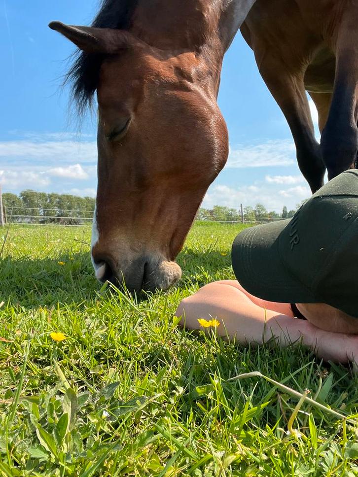 Coaching met paarden, Diensten en Vakmensen, Coaching en Persoonlijke effectiviteit, Persoonlijke ontwikkeling