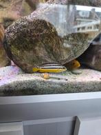 Malawi cichliden, Vis