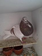 Vaal., Dieren en Toebehoren, Vogels | Duiven, Mannelijk, Kropper
