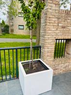 Plantenbak met kersenboom, Tuin en Terras, Bloembakken en Plantenbakken, Kunststof, Minder dan 60 cm, Rond, Ophalen of Verzenden