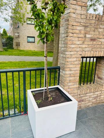 Plantenbak met kersenboom beschikbaar voor biedingen