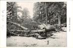 Boschlaan - Omgevallen bomen - Bosrand, Ophalen of Verzenden, Voor 1920, Ongelopen, Noord-Brabant