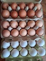 Heerlijke verse eieren van onze 30 kipjes!, Ophalen