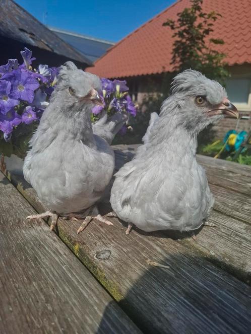 Araucana haan parelgrijs, Dieren en Toebehoren, Pluimvee, Kip, Mannelijk
