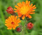 Havikskruid in Pot - Prachtige Oranje Bloemen!, Tuin en Terras, Planten | Tuinplanten, Ophalen of Verzenden, Zomer, Vaste plant