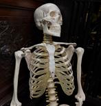 Realistische replica mensen skelet anatomische, Ophalen