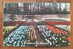 Groeten uit het Bollenland (tulpen, Hillegom, Lisse, 1915), Verzamelen, Ansichtkaarten | Nederland, Ophalen of Verzenden, Voor 1920