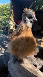 Zijdehoen haantjes, Dieren en Toebehoren, Mannelijk, Kip