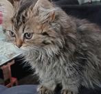 Prachtige Britse langhaar kitten poesje!, Dieren en Toebehoren, Katten en Kittens | Raskatten | Langhaar, Meerdere dieren, Gechipt
