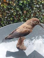 Opgezette vogel., Verzamelen, Ophalen of Verzenden, Zo goed als nieuw, Vogel, Opgezet dier