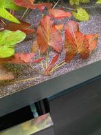 Rode tijgerlotus - Nymphaea Zenkeri - lotus, Dieren en Toebehoren, Vissen | Aquaria en Toebehoren, Ophalen of Verzenden, Nieuw