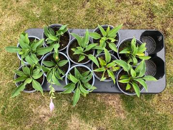 Tray met 10 hosta’s beschikbaar voor biedingen