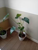 Alocasia op stam incl pot 1.2meter evt te bezorgen*, Ophalen, Overige soorten, Halfschaduw, In pot