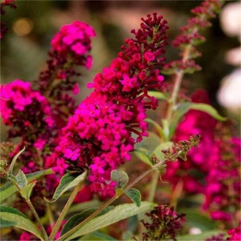 Vlinderstruik (Buddleja davidii 'Royal Red'), Tuin en Terras, Planten | Struiken en Hagen, Struik, Vlinderstruik, 100 tot 250 cm