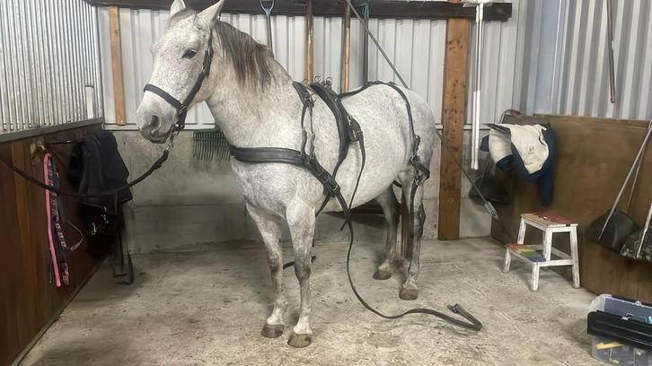 Leren mentuig pony, Dieren en Toebehoren, Paarden en Pony's | Hoofdstellen en Tuigage, Gebruikt, Overige soorten, Ophalen of Verzenden