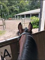 Verzorgpony gezocht/ verzorg aangeboden, Dieren en Toebehoren, Paarden en Pony's | Overige Paardenspullen, Ophalen of Verzenden