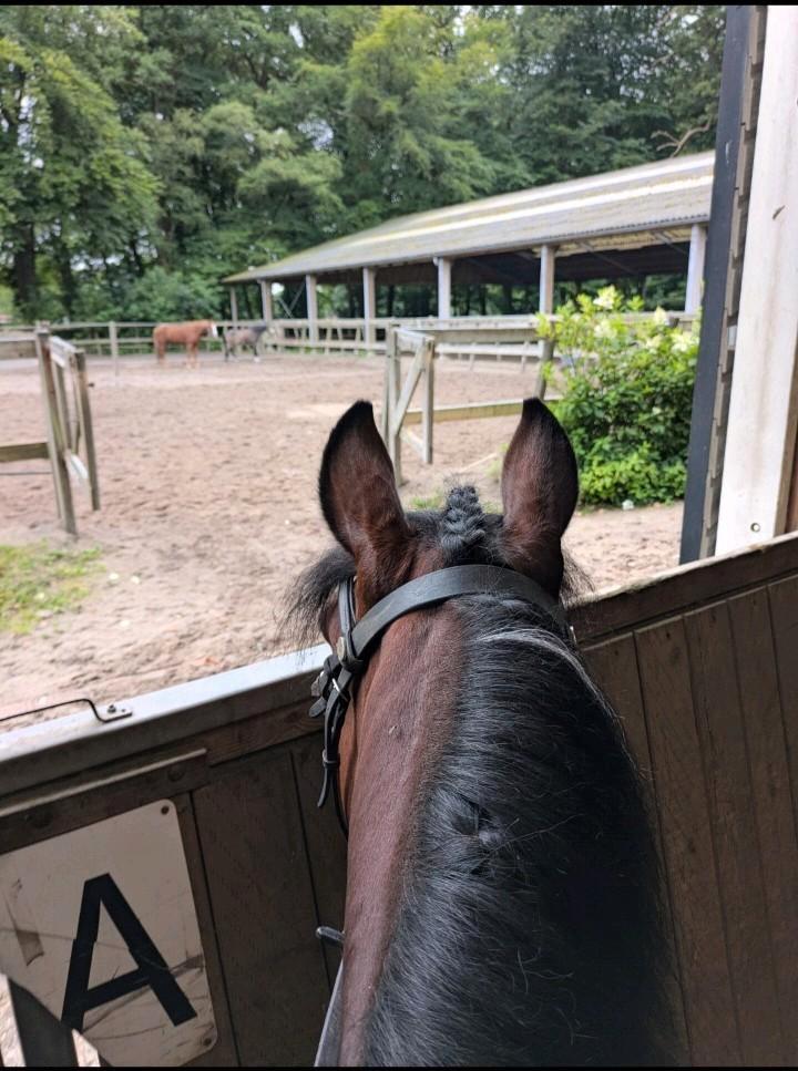 Verzorgpony gezocht/ verzorg aangeboden, Dieren en Toebehoren, Paarden en Pony's | Overige Paardenspullen, Zo goed als nieuw, Overige soorten