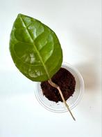 Hoya Verticillata sp. Lampung (actief groeipunt), Overige soorten, Minder dan 100 cm, Ophalen of Verzenden, Halfschaduw