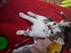 Gouden huisjes met spoed gezocht 7 dames kittens, Dieren en Toebehoren, Poes, Kortharig, 0 tot 2 jaar