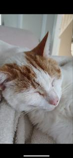 Kat gratis, Dieren en Toebehoren, Katten en Kittens | Overige Katten, Kater