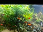 Jonge platy's, Dieren en Toebehoren, Vis, Zoetwatervis