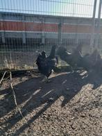 Ayam Cemani Haantje, Dieren en Toebehoren, Pluimvee, Mannelijk, Kip