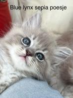 Ragdoll kittens stamboom getest zeldzame kleuren, Dieren en Toebehoren, Meerdere dieren, Gechipt, 0 tot 2 jaar
